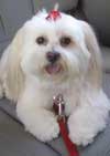 Romeo